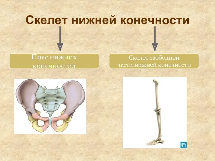 Скелет нижней конечности Пояс нижних конечностей Скелет свободной части нижней конечности