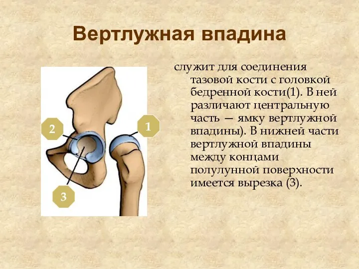 Вертлужная впадина служит для соединения тазовой кости с головкой бедренной