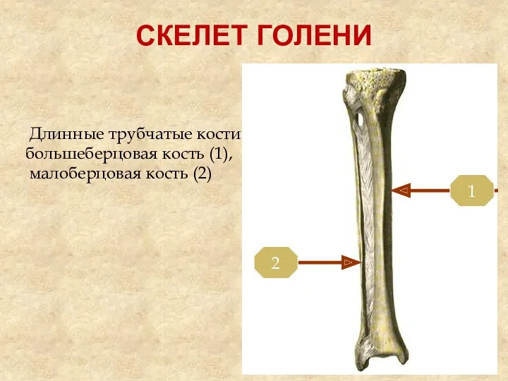 СКЕЛЕТ ГОЛЕНИ Длинные трубчатые кости: большеберцовая кость (1), малоберцовая кость (2) 1 2