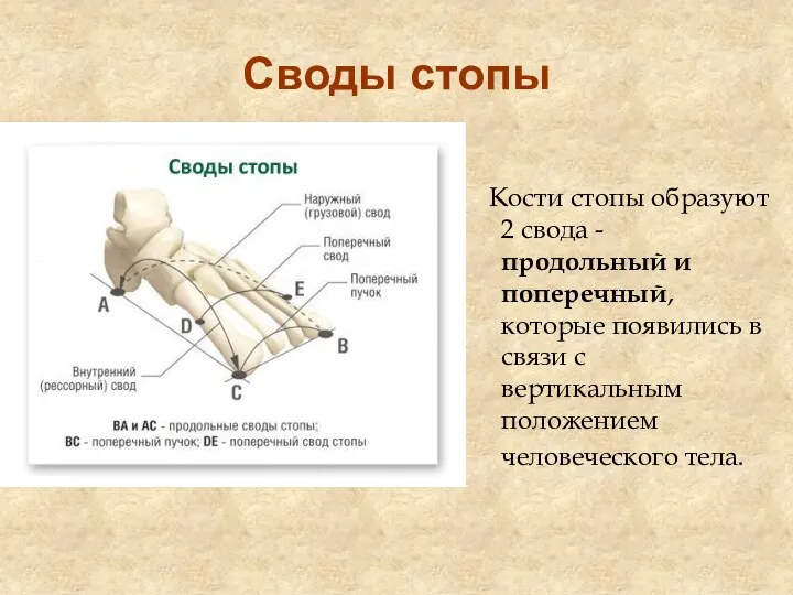 Своды стопы Кости стопы образуют 2 свода - продольный и