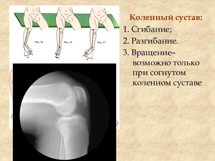 Коленный сустав: 1. Сгибание; 2. Разгибание. 3. Вращение– возможно только при согнутом коленном суставе