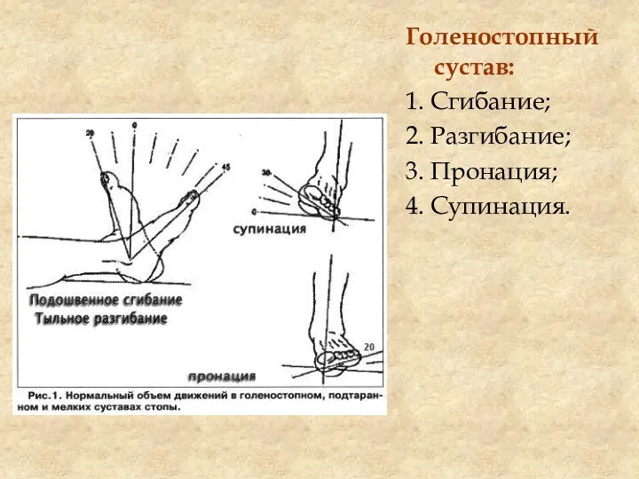 Голеностопный сустав: 1. Сгибание; 2. Разгибание; 3. Пронация; 4. Супинация.