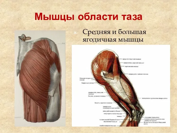 Мышцы области таза Средняя и большая ягодичная мышцы