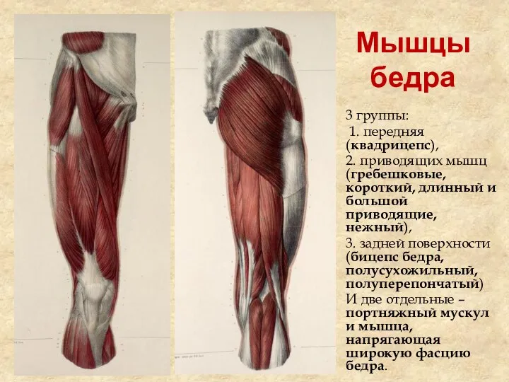 Мышцы бедра 3 группы: 1. передняя (квадрицепс), 2. приводящих мышц