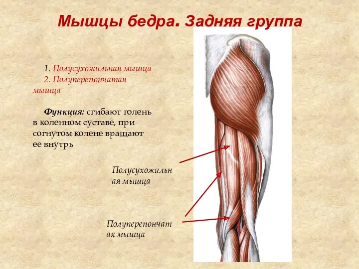 Мышцы бедра. Задняя группа 1. Полусухожильная мышца 2. Полуперепончатая мышца
