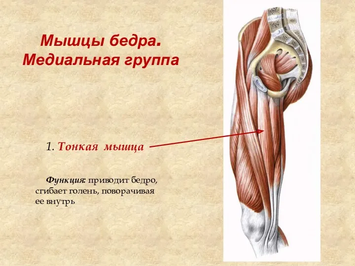 Мышцы бедра. Медиальная группа 1. Тонкая мышца Функция: приводит бедро, сгибает голень, поворачивая ее внутрь