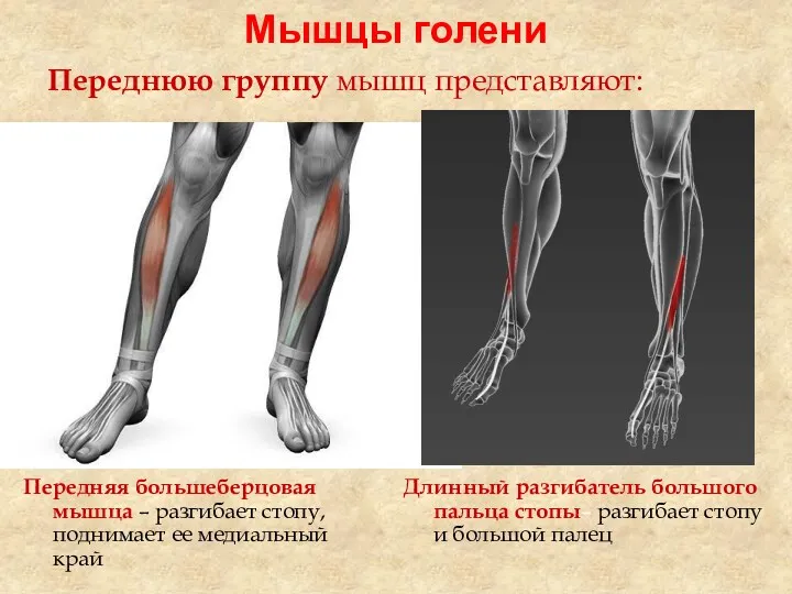 Мышцы голени Переднюю группу мышц представляют: Передняя большеберцовая мышца –