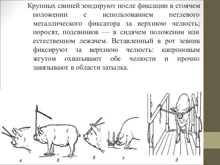 Крупных свиней зондируют после фиксации в стоячем положении с использованием