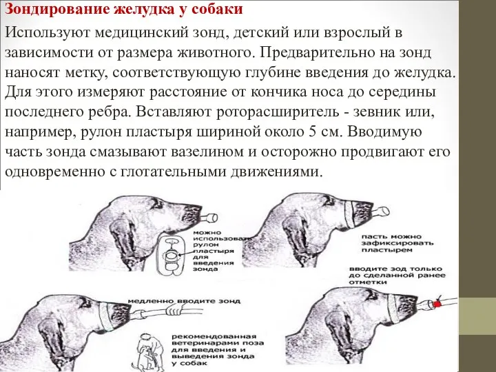 Зондирование желудка у собаки Используют медицинский зонд, детский или взрослый