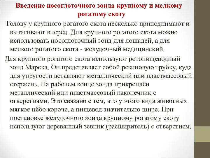 Введение носоглоточного зонда крупному и мелкому рогатому скоту Голову у