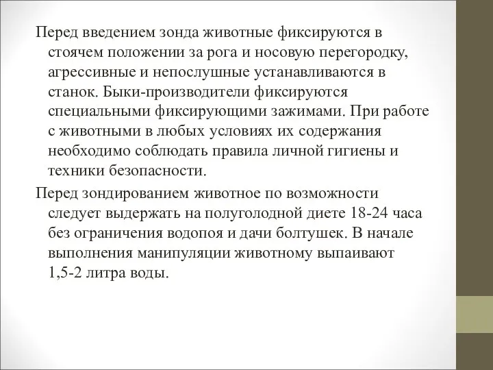 Перед введением зонда животные фиксируются в стоячем положении за рога