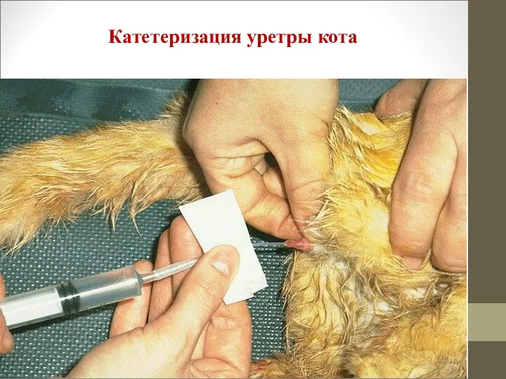 Катетеризация уретры кота