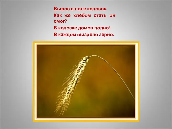 Вырос в поле колосок. Как же хлебом стать он смог?