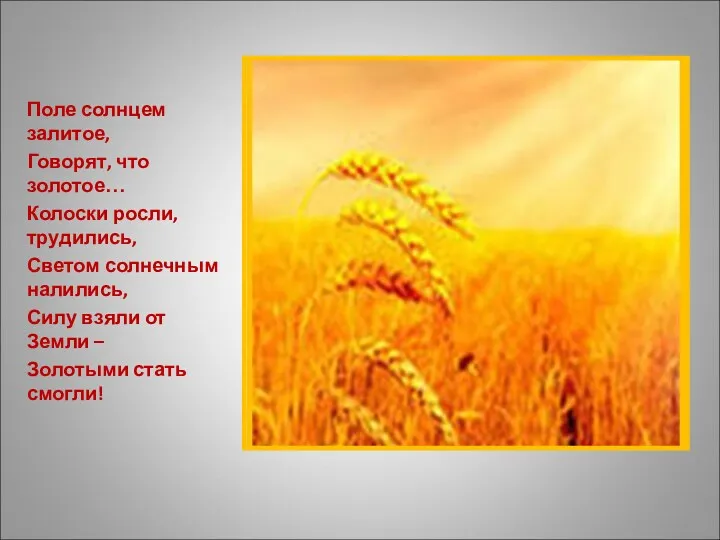 Поле солнцем залитое, Говорят, что золотое… Колоски росли, трудились, Светом