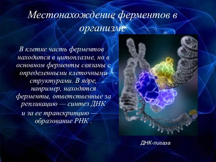 Местонахождение ферментов в организме В клетке часть ферментов находится в