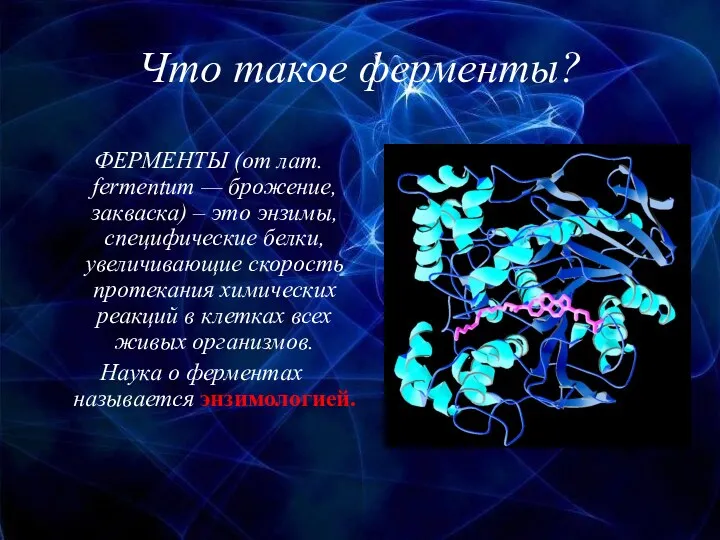 Что такое ферменты? ФЕРМЕНТЫ (от лат. fermentum — брожение, закваска)