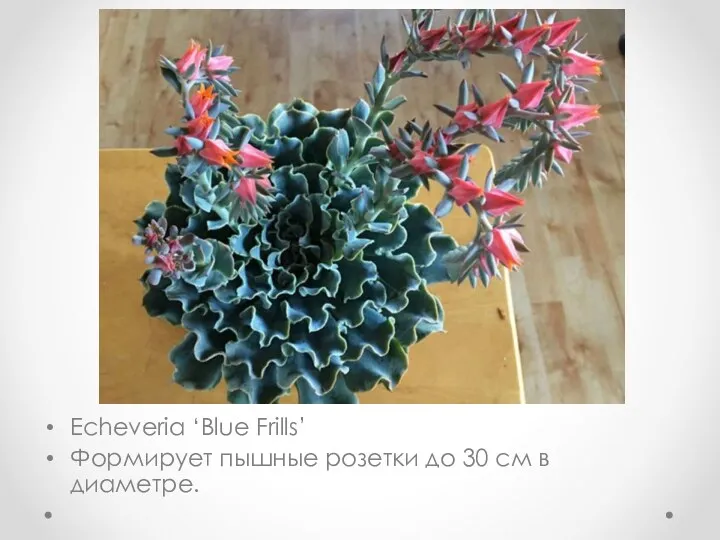 Echeveria ‘Blue Frills’ Формирует пышные розетки до 30 см в диаметре.