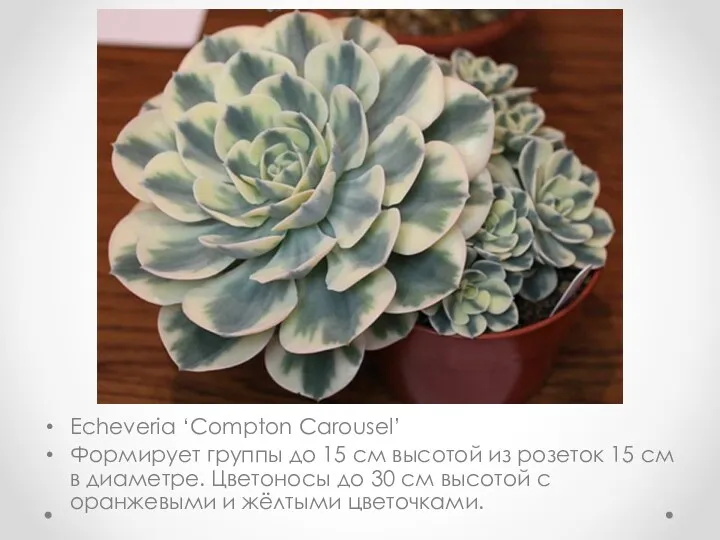 Echeveria ‘Compton Carousel’ Формирует группы до 15 см высотой из