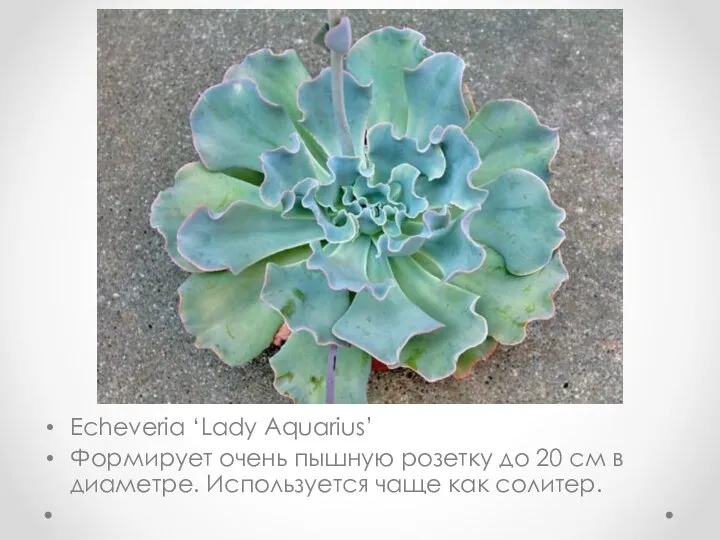 Echeveria ‘Lady Aquarius’ Формирует очень пышную розетку до 20 см в диаметре. Используется чаще как солитер.