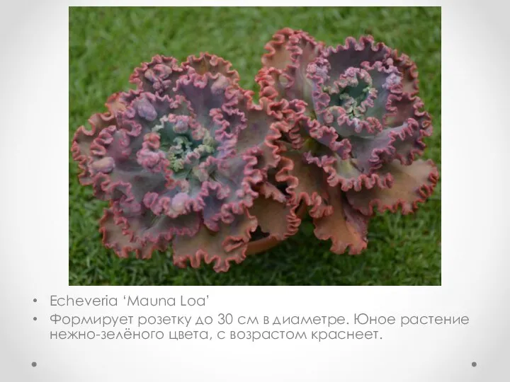 Echeveria ‘Mauna Loa’ Формирует розетку до 30 см в диаметре.