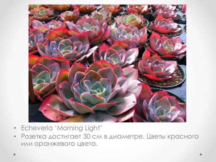 Echeveria ‘Morning Light’ Розетка достигает 30 см в диаметре. Цветы красного или оранжевого цвета.