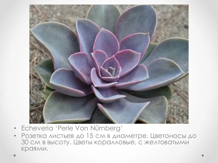 Echeveria ‘Perle Von Nürnberg’ Розетка листьев до 15 см в