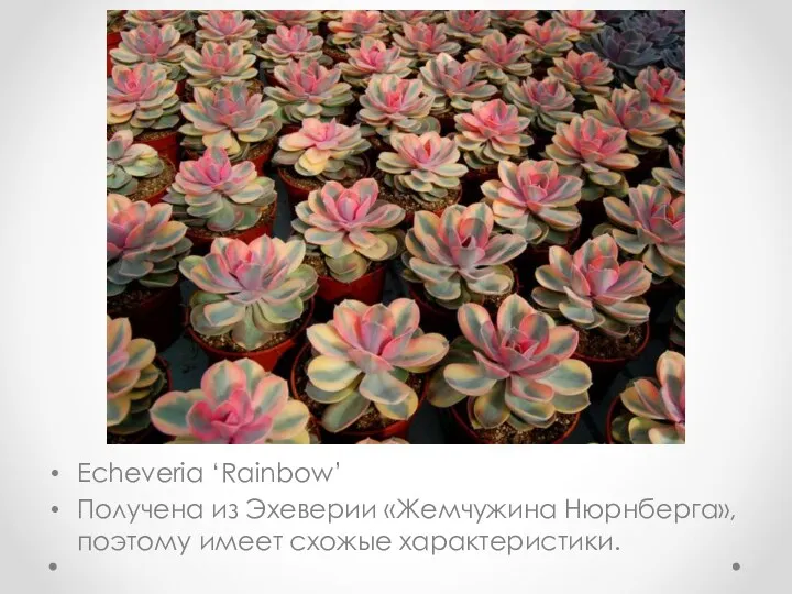 Echeveria ‘Rainbow’ Получена из Эхеверии «Жемчужина Нюрнберга», поэтому имеет схожые характеристики.