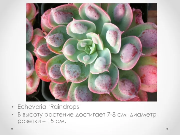 Echeveria ‘Raindrops’ В высоту растение достигает 7-8 см, диаметр розетки – 15 см.