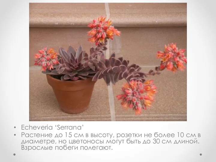 Echeveria ‘Serrana’ Растение до 15 см в высоту, розетки не
