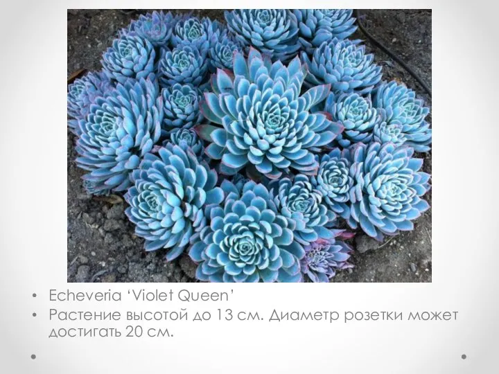 Echeveria ‘Violet Queen’ Растение высотой до 13 см. Диаметр розетки может достигать 20 см.