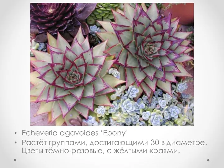 Echeveria agavoides ‘Ebony’ Растёт группами, достигающими 30 в диаметре. Цветы тёмно-розовые, с жёлтыми краями.