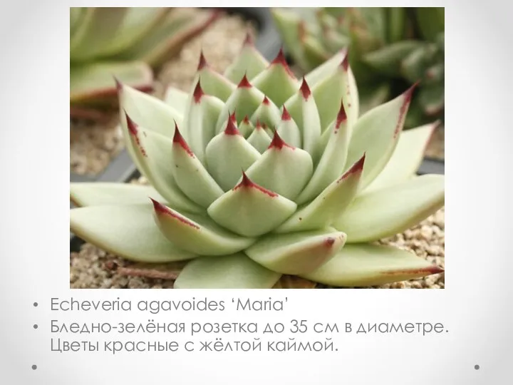 Echeveria agavoides ‘Maria’ Бледно-зелёная розетка до 35 см в диаметре. Цветы красные с жёлтой каймой.