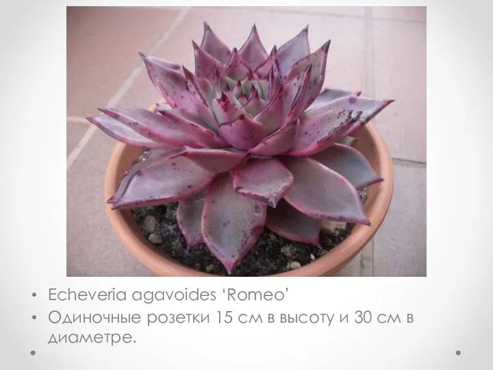 Echeveria agavoides ‘Romeo’ Одиночные розетки 15 см в высоту и 30 см в диаметре.