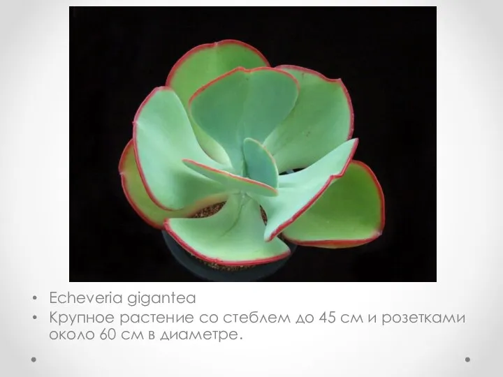 Echeveria gigantea Крупное растение со стеблем до 45 см и розетками около 60 см в диаметре.