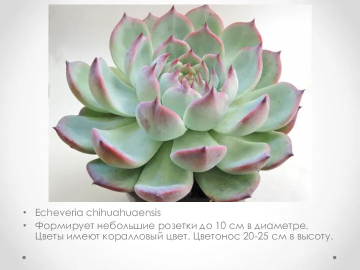 Echeveria chihuahuaensis Формирует небольшие розетки до 10 см в диаметре.