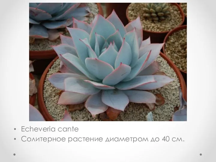 Echeveria cante Солитерное растение диаметром до 40 см.