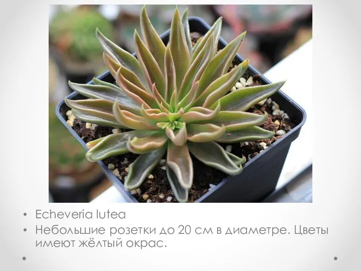 Echeveria lutea Небольшие розетки до 20 см в диаметре. Цветы имеют жёлтый окрас.