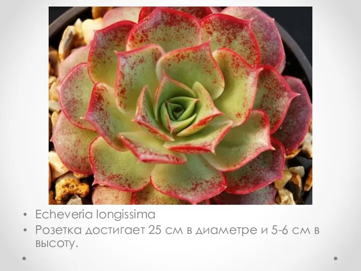 Echeveria longissima Розетка достигает 25 см в диаметре и 5-6 см в высоту.