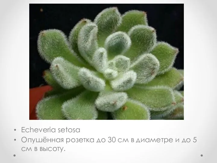 Echeveria setosa Опушённая розетка до 30 см в диаметре и до 5 см в высоту.