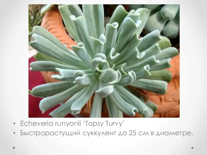 Echeveria runyonii ‘Topsy Turvy’ Быстрорастущий суккулент до 25 см в диаметре.