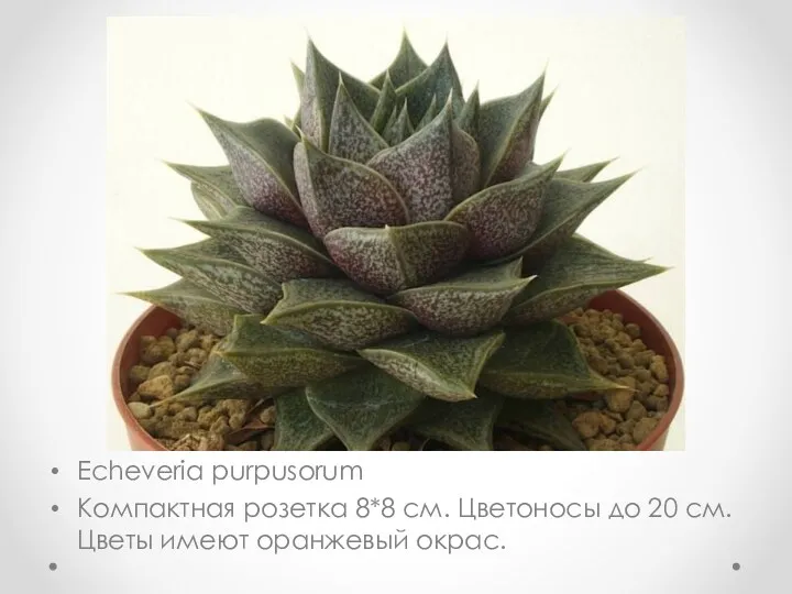 Echeveria purpusorum Компактная розетка 8*8 см. Цветоносы до 20 см. Цветы имеют оранжевый окрас.