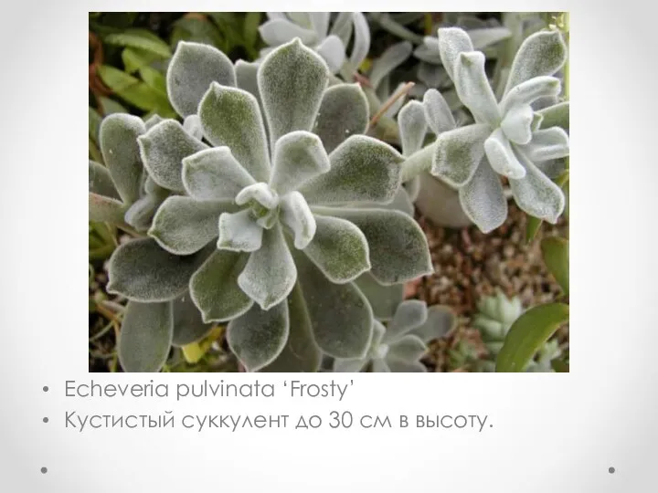 Echeveria pulvinata ‘Frosty’ Кустистый суккулент до 30 см в высоту.