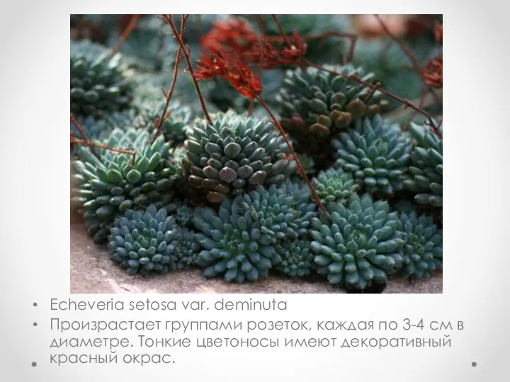 Echeveria setosa var. deminuta Произрастает группами розеток, каждая по 3-4