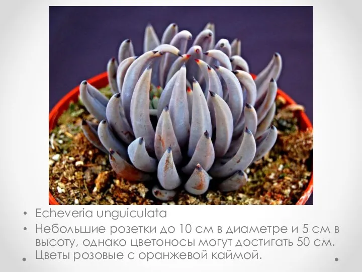 Echeveria unguiculata Небольшие розетки до 10 см в диаметре и