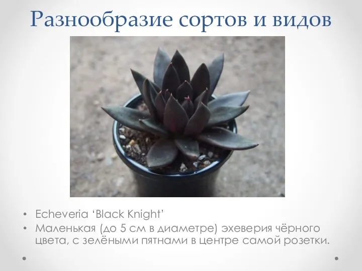 Разнообразие сортов и видов Echeveria ‘Black Knight’ Маленькая (до 5