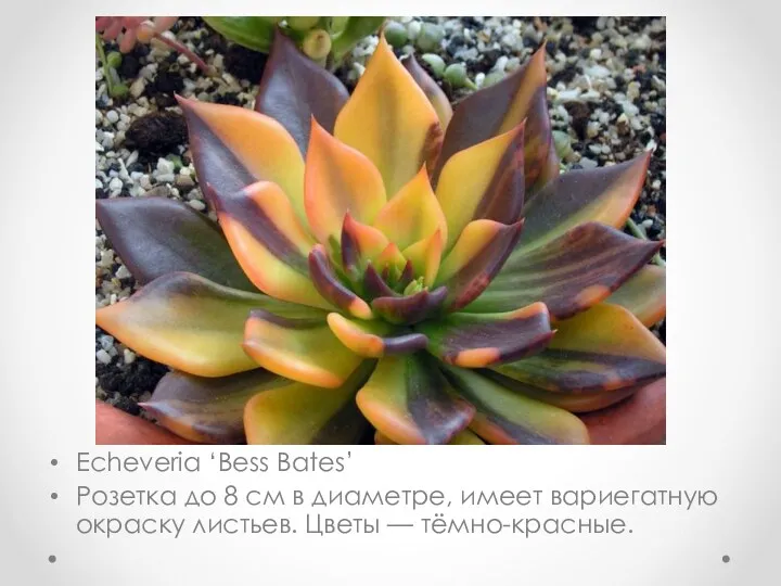 Echeveria ‘Bess Bates’ Розетка до 8 см в диаметре, имеет вариегатную окраску листьев. Цветы — тёмно-красные.