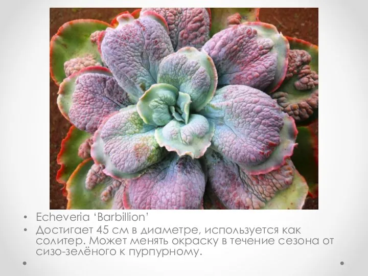 Echeveria ‘Barbillion’ Достигает 45 см в диаметре, используется как солитер.