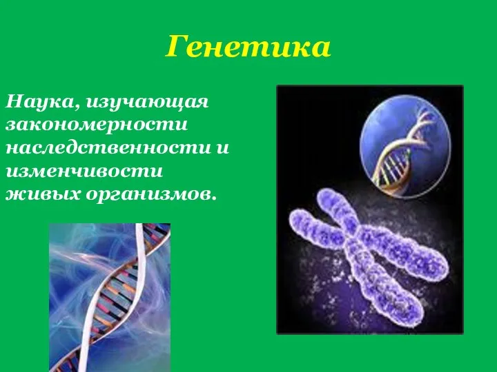 Генетика Наука, изучающая закономерности наследственности и изменчивости живых организмов.