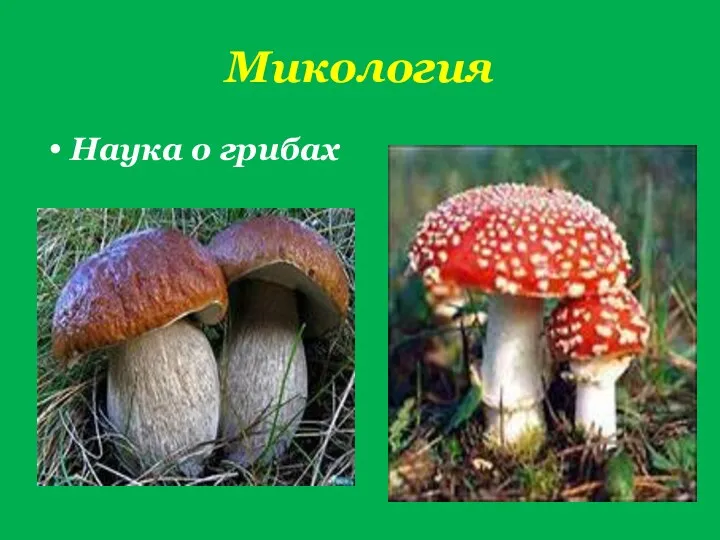 Микология Наука о грибах