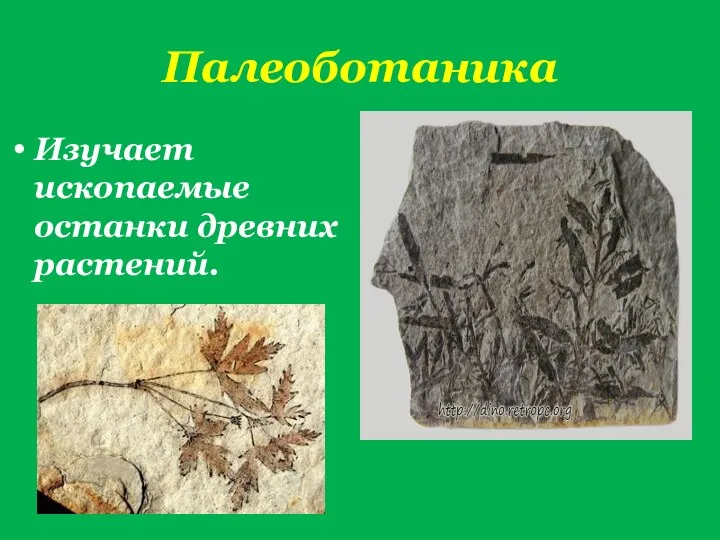 Палеоботаника Изучает ископаемые останки древних растений.